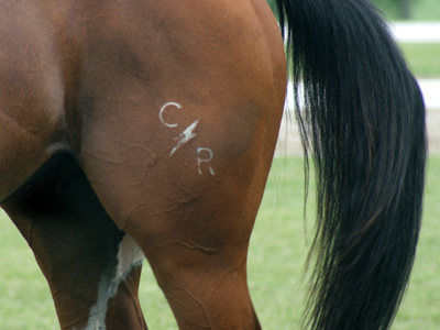 It seems like everybody has a tattoo these days.