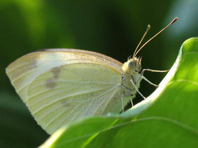 I kept getting closer and closer with the camera, until I drew the conclusion that it must have been asleep.