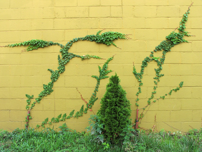Climbing plants give me the creeps.