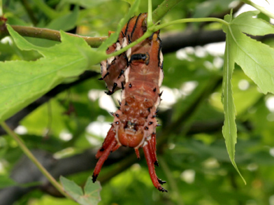 The hickory horned devil caterpillar turns into the more attractive regal moth.