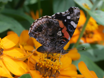 There is differency between a grub and a butterfly; yet your butterfly was a grub. WILLIAM SHAKESPEARE