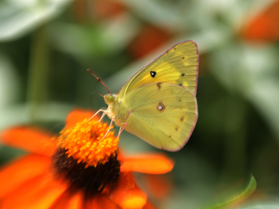 I brought my Lensbaby to the butterfly house today, and discovered it`s hard to shoot small things with it.