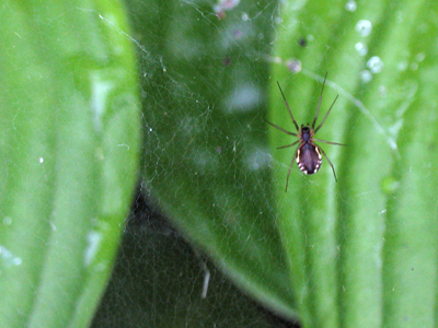 Feel free to shudder, but keep in mind how many bugs would be flying around if it weren`t for spiders.