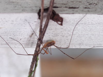 One of the most poisonous spiders on earth.  Fortunately, its little teeth can`t penetrate human skin.