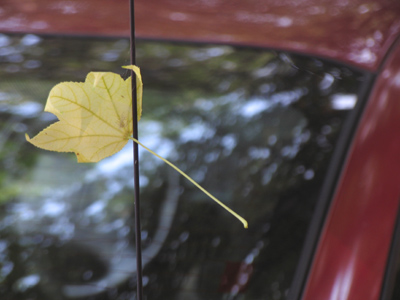 Hanging around my car this morning.