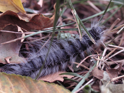 Crawling around my car this morning.