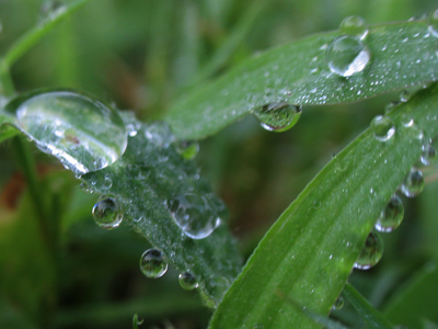 Dewdrops are round and the Earth is round, but for different reasons.