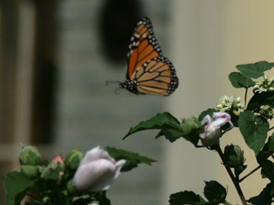 Fueling up for the flight south.