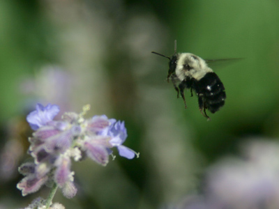 Heard the latest buzz?