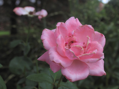 For the sun is no sooner risen with a burning heat, but it withereth the grass, and the flower thereof falleth. JAMES 1:11