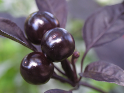 Where bowling balls come from.