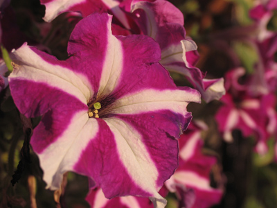 The `white` part of the flower isn`t white.  It`s reddish-gold from the rising sun.