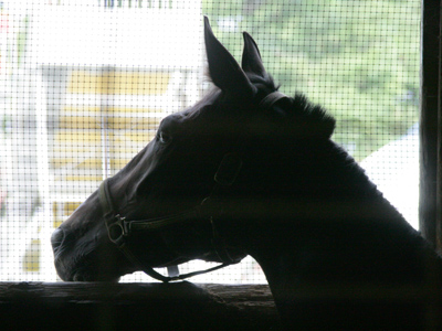 First day of the Fair.