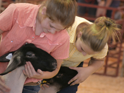 Little Lamb, who made thee? Dost thou know who made thee? WILLIAM BLAKE