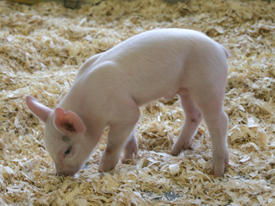 Fern couldn`t take her eyes off the tiny pig. `Oh,` she whispered. `Oh, look at him! He`s absolutely perfect.` E.B. WHITE