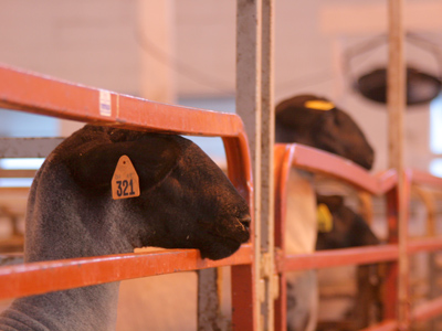 Hey, don`t I know ewe?