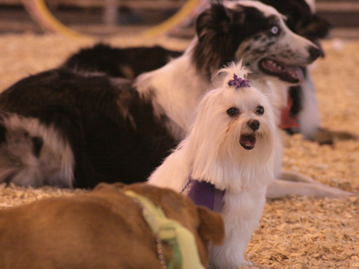 In the 4-H Club Obedience and Agility competition, Snowflake was definitely the under-dog.