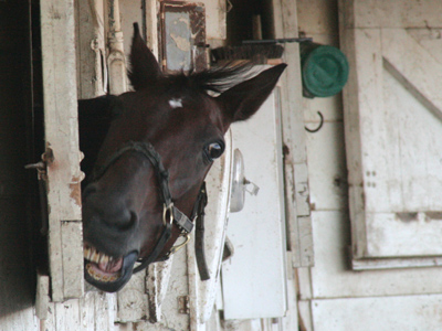 This horse was really determined to shut the stable door.