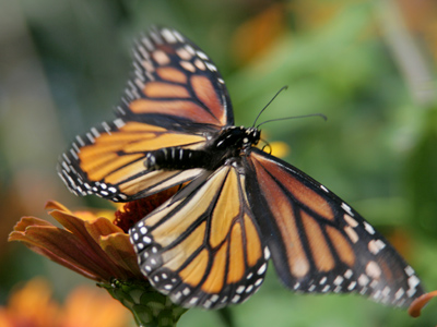 Who says monarchy is dead?