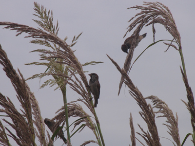 As they plucked seeds, the weight of the birds caused the stalks to bend almost to the ground.