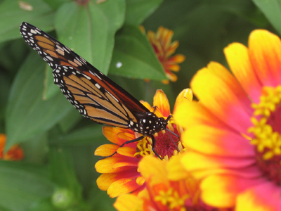 Monarchs will begin their migration to Mexico about 14 days from now, when the sun is at 54 degrees in the sky.