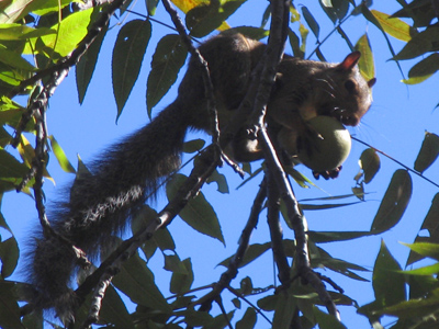 They nibble walnuts off the branches, then crack them open by dropping them onto the pavement (or my car).