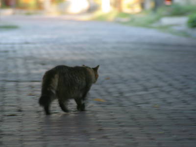 `What a night!  My mouth feels like it`s full of cat hair.`