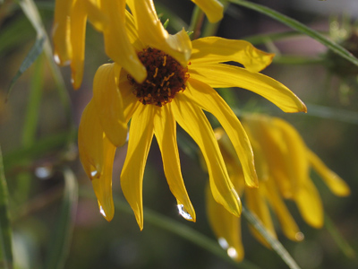 While students gathered at the bench, the instructor was already roaming the garden taking pictures.