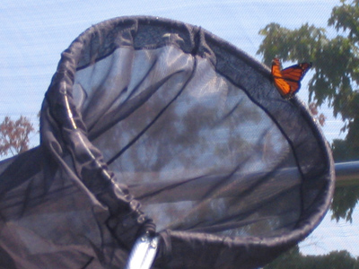 Today was the day to tag monarchs (see September 24, 2006) and send them on their way to Mexico.