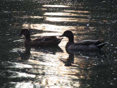 The cemetery has an incredibly filthy pond.