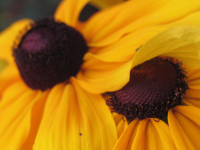 What name am I thinking of:  Sarandon and B. Anthony?