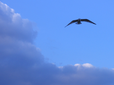 Totally unconcerned about the sky slit.