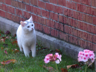 And why do I abhor a cat?  They are too much like people:  they kill for amusement.