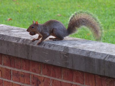 Here`s what the cute white cat was trying to kill.