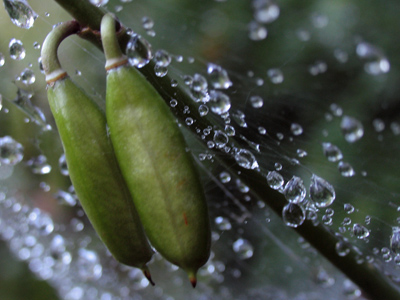 The same jogger ran by at least six times, as I shot and reshot and reshot the same things over and over.