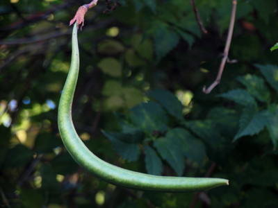 Today`s Web page is brought to you by the letter L.