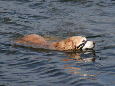 We should`ve never let him watch those `Lassie` reruns.