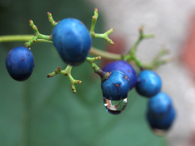 Sounds like an ice cream flavor:  blue berry raindrop.