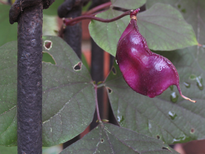 You shoulda seed this pod.