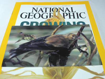 Finally!  One of my photos on the cover of National Geographic.