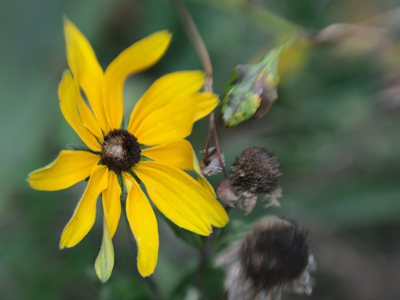 This type of blur is accomplished by reducing depth of field, or the range of critical focus.