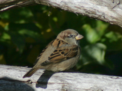 Brother, can you sparrow dime?