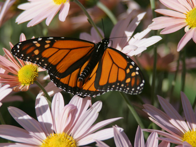 Fact:  this butterfly will winter in Mexico, then die migrating north in spring, but not before starting a new generation.