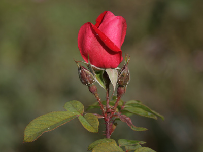 The last of its kind.