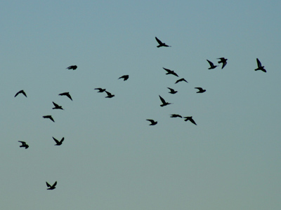 Birds going nowhere.