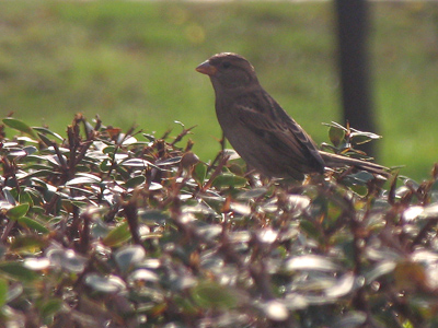When they`re not sleeping, they`re looking for food.