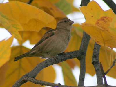 Feathers and leaves.