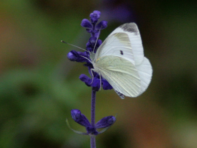 Obviously this butterfly hasn`t read my caption predicting its demise (see October 20, 2007).