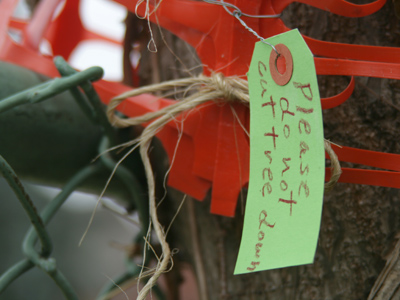 See the picture of the squirrel four days ago?  The tree it`s hiding in has been cut down, along with all nearby trees.