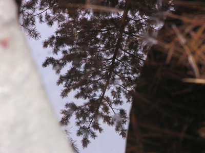 A submerged pine tree.